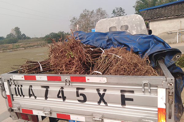 綿陽(yáng)三臺(tái)采摘園5000株桃苗李苗正在裝車