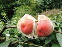 四川果樹苗種植基地的抗旱技巧