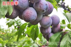 四川李子苗豐產(chǎn)種植技術(shù)注意事項