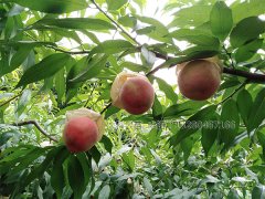 四川桃樹苗基地告訴您冬桃種植的關(guān)鍵技術(shù)