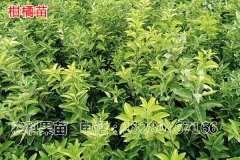 四川大雅柑種植技術(shù)