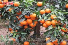 四川柑橘苗的栽植方法