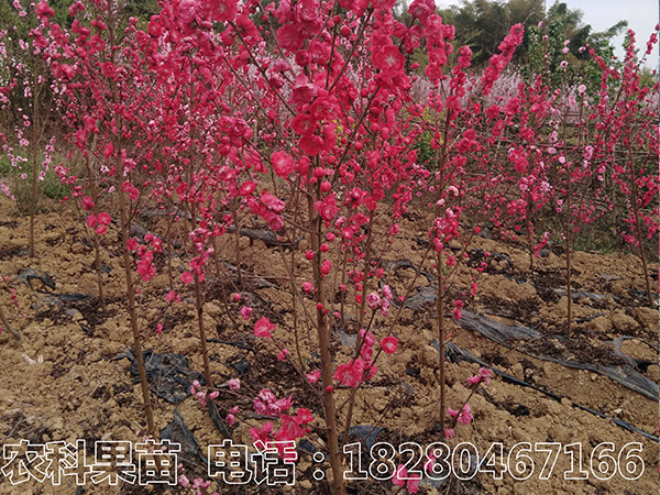 漫山紅觀賞桃花